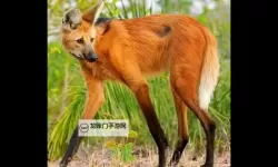 末日扳机电脑版下载 怎么电脑玩末日扳机？