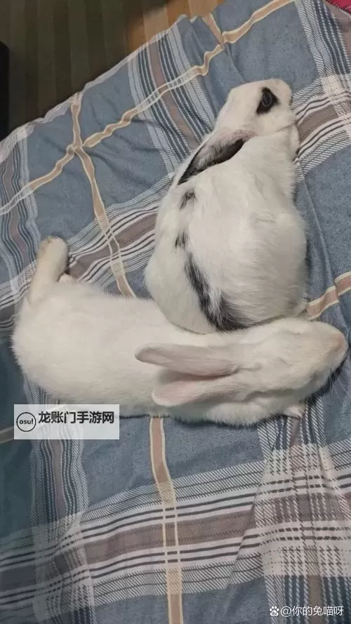 高清无删减！困困兔原版视频免费在线观看全景观看图1