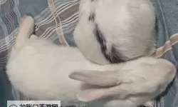 高清无删减！困困兔原版视频免费在线观看全景观看