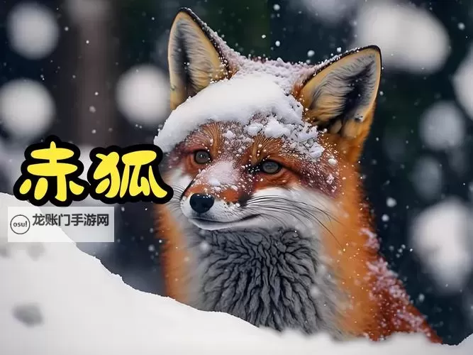 骚狐视频在线视频：全新畅享高清精彩内容图1