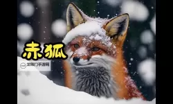 骚狐视频在线视频：全新畅享高清精彩内容