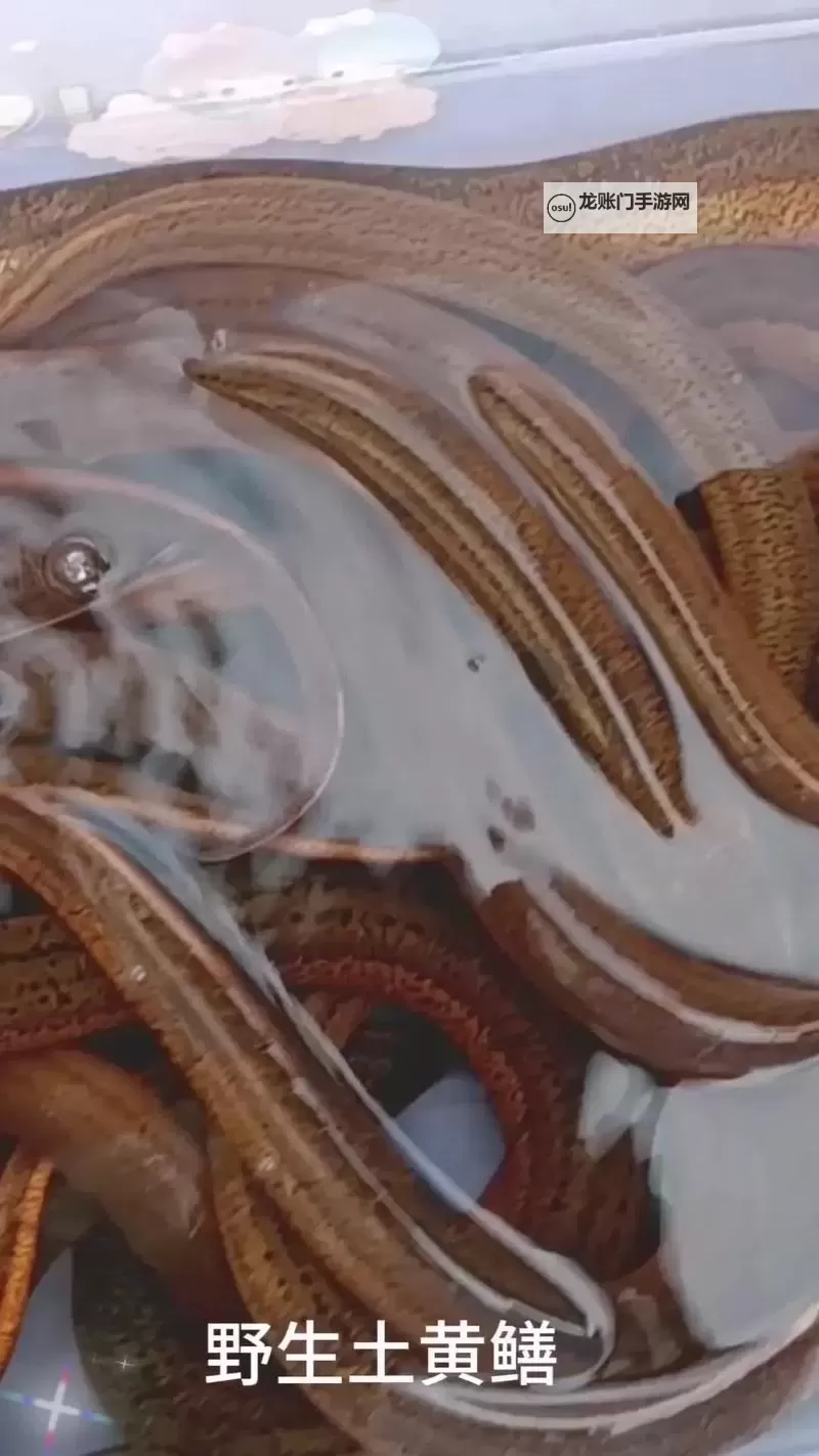 《探索鳝鱼门的原版免费资源:完整版获取指南》图1