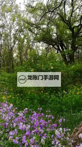 探索自然之美:野花社区www高清图片欣赏图1