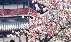 探索缤纷悦动的青春记忆——色色四月天的绚丽时光