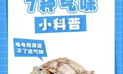 怎么降低龟灵敏度的方法详解与实用技巧