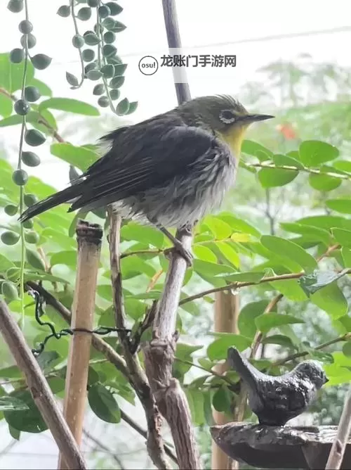 九珑诀之龙魂战域电脑版 电脑玩九珑诀之龙魂战域模拟器下载、安装攻略教程图1