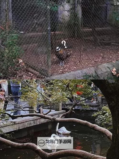 探索最新美国ZOOM动物农场:虚拟养殖体验全新升级图1