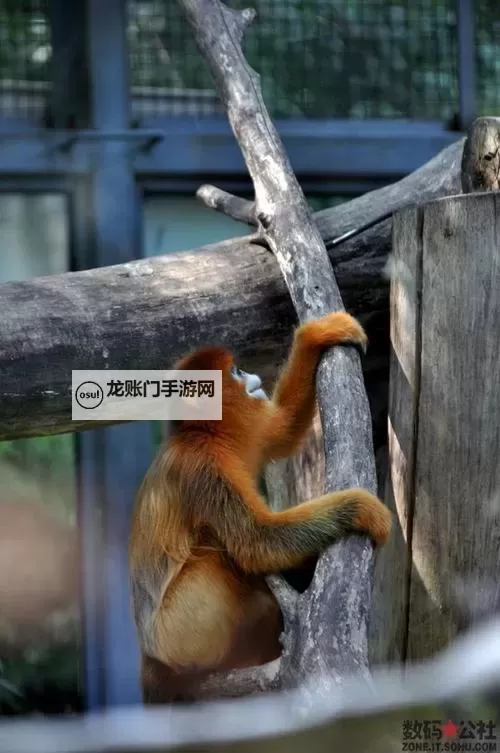 探秘中国zoo:奇趣动物与生态保护盛宴图1