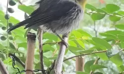 九珑诀之龙魂战域电脑版 电脑玩九珑诀之龙魂战域模拟器下载、安装攻略教程