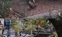 探索最新美国ZOOM动物农场：虚拟养殖体验全新升级