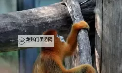 探秘中国zoo：奇趣动物与生态保护盛宴