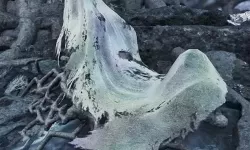 《怪物猎人荒野》眠草与麻痹菇采集地点分享