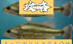 《心动小镇》大口黑鲈钓取地点说明 大口黑鲈在哪钓