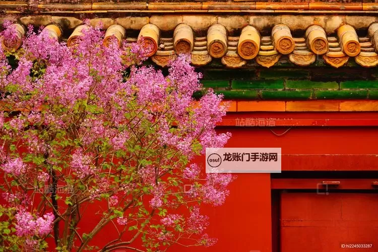 诗意夏日：亭亭玉立国色天香六月丁香视频，带你领略夏花的韵味图1