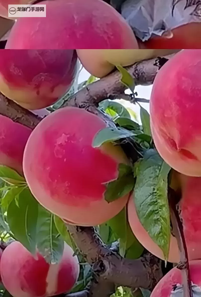 桃子视频免费大全：海量资源一网打尽的光影盛宴图1