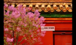 诗意夏日：亭亭玉立国色天香六月丁香视频，带你领略夏花的韵味