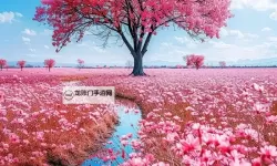 99r免费视频观看：在光影深处寻找真实的自己