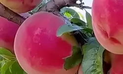 桃子视频免费大全：海量资源一网打尽的光影盛宴