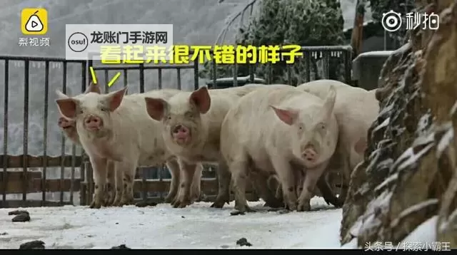 猪第一次见到雪太兴奋：一头小猪的雪地冒险图1