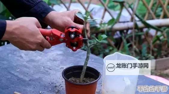 幕后揭秘:日本72种扦插方式的发布时间与应用前景图1