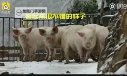 猪第一次见到雪太兴奋：一头小猪的雪地冒险