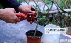 幕后揭秘：日本72种扦插方式的发布时间与应用前景